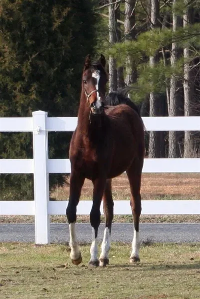 "Stormy" as a yearling