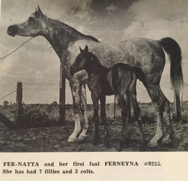 Fer-Natta