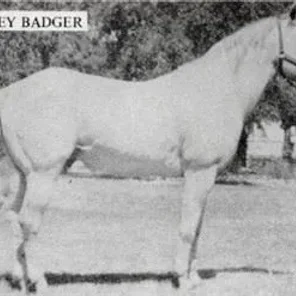 Grey Badger III