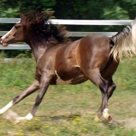 Bellatriks Dreams (Khartoon Khlassic x Blue Angel Dreams) 2013 Purebred sabino Arabian