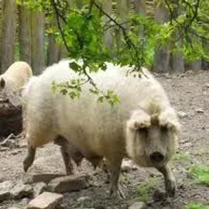 Lincolnshire Curly-coated