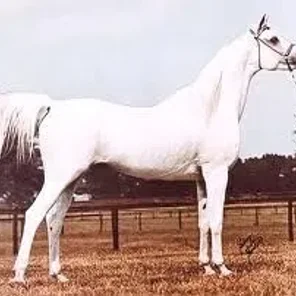Khofo