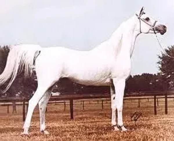Khofo