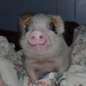 OatWheat's Little Butterbean