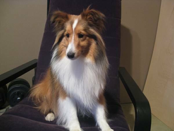Lost Dog Reward - Sheltie resembles mini Lassie or Collie