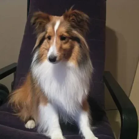 Lost Dog Reward - Sheltie resembles mini Lassie or Collie