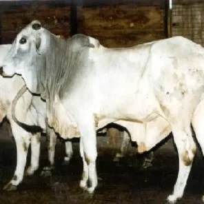 Sokoto Gudali
