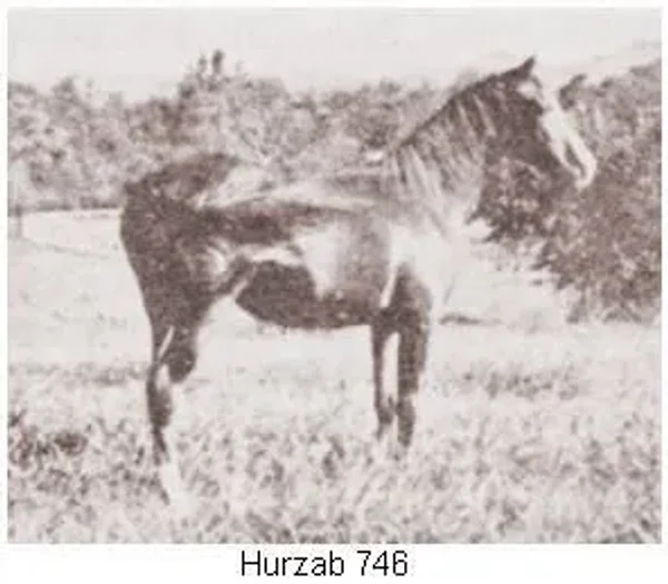 Hurzab