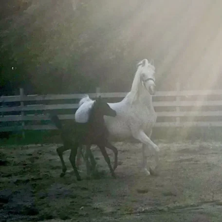 Photo just taken of Jihana at age 23 with her Marekk filly. Suzanne Acevedo has done a fantastic job caring for and managing this great mare!
Jihana will be bred to Polidoro for a 2019 foal.