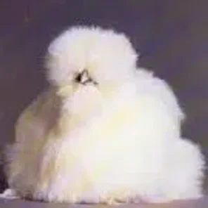 Bearded White Silkie Bantam