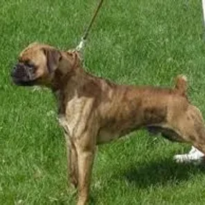 Miniature Boxer (Designer Dog)