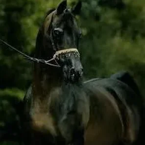 Ray Dor Echo