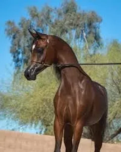 ROYAL ASAD