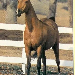 BELBOWRIE BASKANA