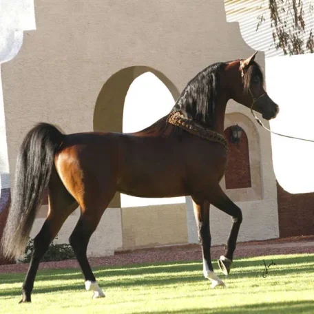 National Champion Polish Bred Stallion...*Pogrom