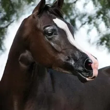 The very beautiful GR Reychell !