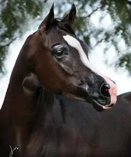 GR REYCHELL