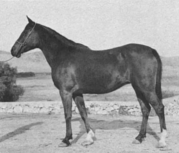 Narasa