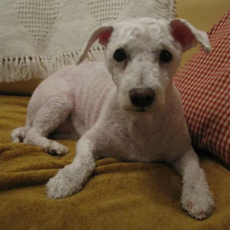 Jolly after a good grooming