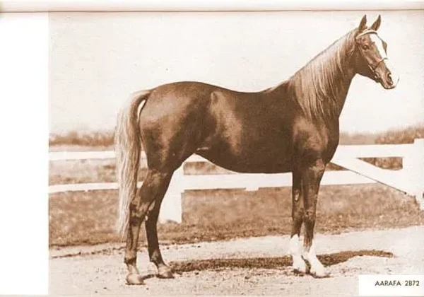 Aarafa