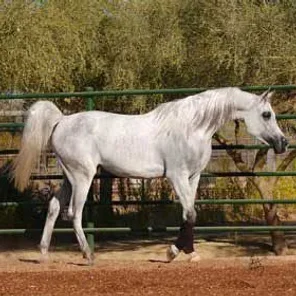 White Silkk