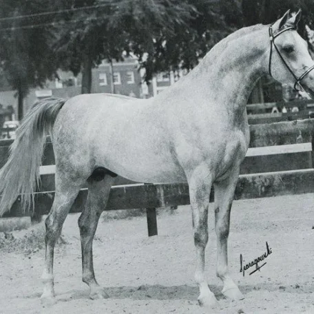 
          Photo by Luxemere Arabians
        
