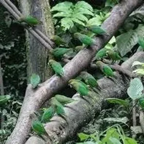 Scarlet-shouldered Parrotlet