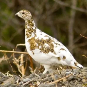 Snow Partridge
