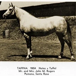 Taffna