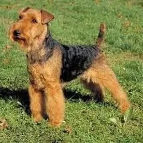 Welsh Terrier