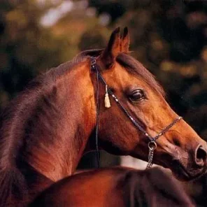 Algomej
