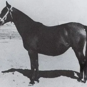 Cosmosa