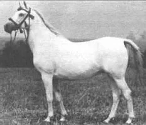 Panika