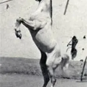 Amrulla