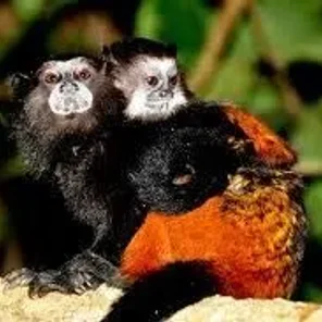 Saddle-back Tamarin