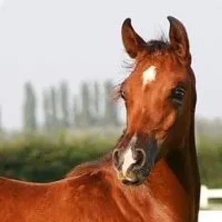 Marisha Apal (Psytadel x SA Misha Apal) 2006 bay mare.