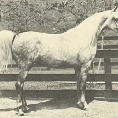 *Elkana US National Champion Mare.