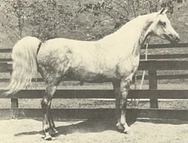 *Elkana US National Champion Mare.