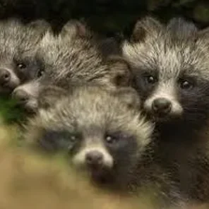 Raccoon Dog