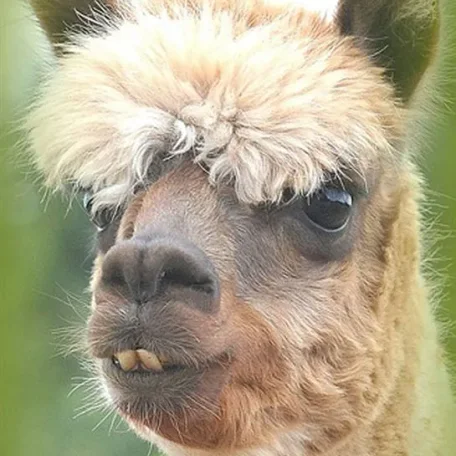 Alpaca History

