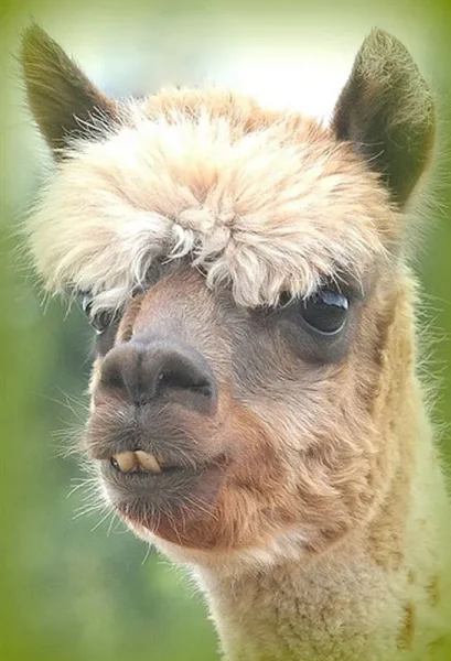 Alpaca History
