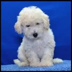 Bich-poo (Poochon) (Designer Dog)