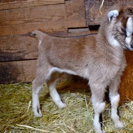 American LaMancha Goats