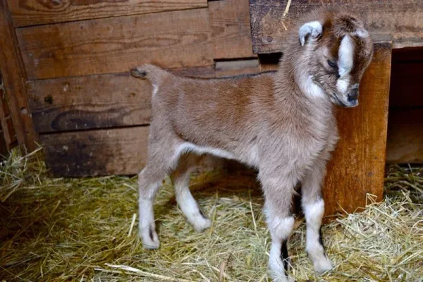 American LaMancha Goats
