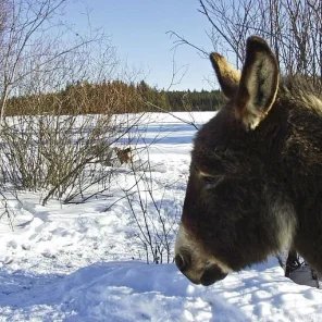 Animals in Winter We Domesticate