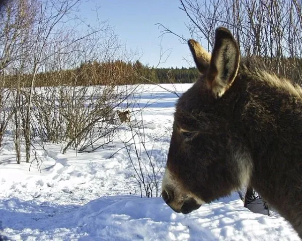 Animals in Winter - the contrast creates some of the most beautiful pallets