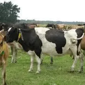 Argentine Friesian