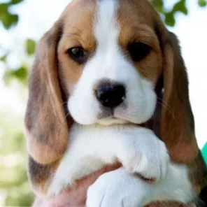 Beagle - # 5 Favorite Breed