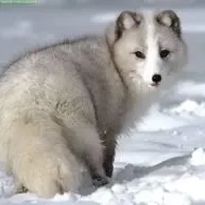 Arctic