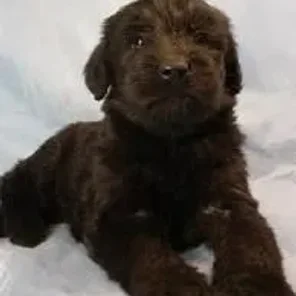 Giant Schnoodle (Designer Dog)